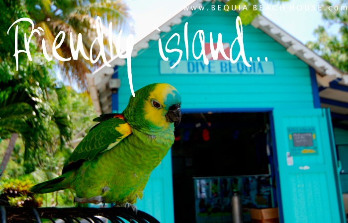 Dive Bequia St Vincent & the Grenadines Parrot