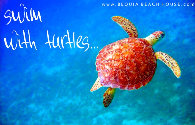 Explore the Grenadines Swim with Turtles